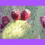 Fruit of Cactus.jpg